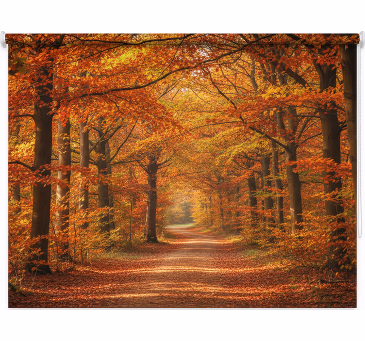 Tenda a rullo alberi sentiero autunnale - TenStickers
