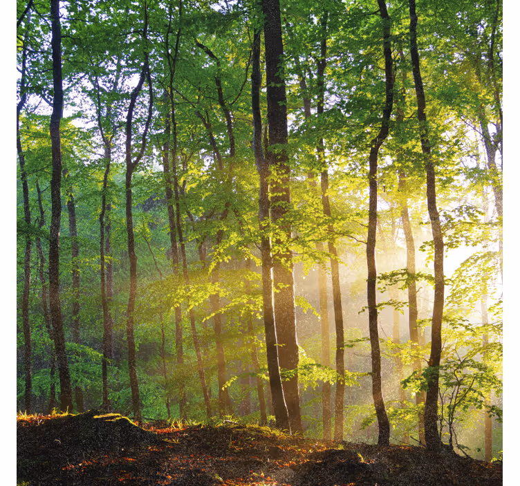 Tenda a rullo alberi luce naturale nel bosco - TenStickers