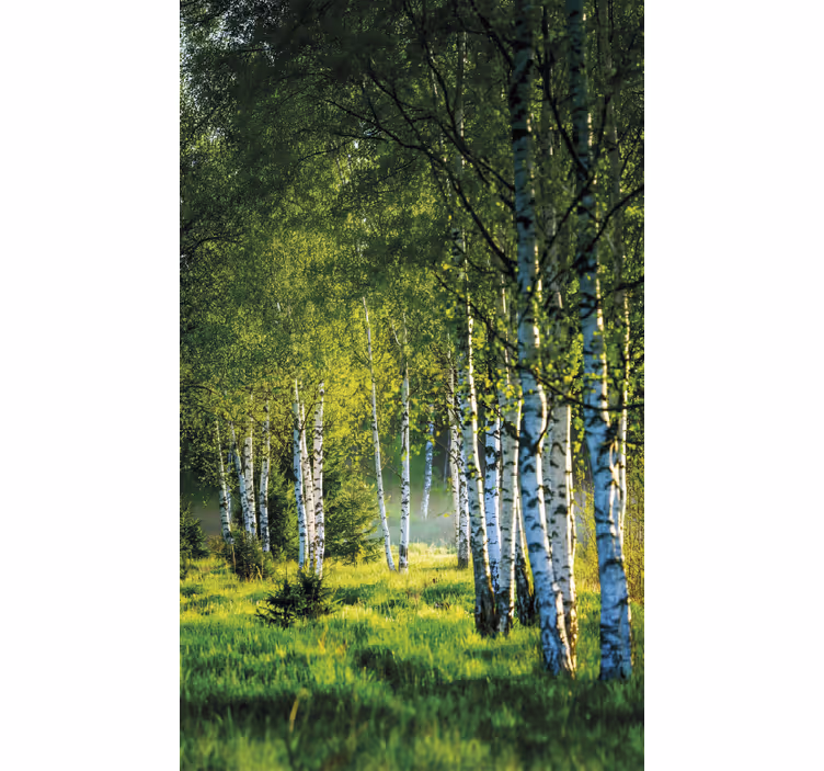 Tenda a rullo alberi bosco di betulle moderno - TenStickers