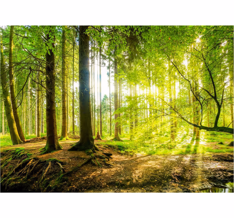 Tenda a rullo alberi valle montuosa lussureggiante - TenStickers