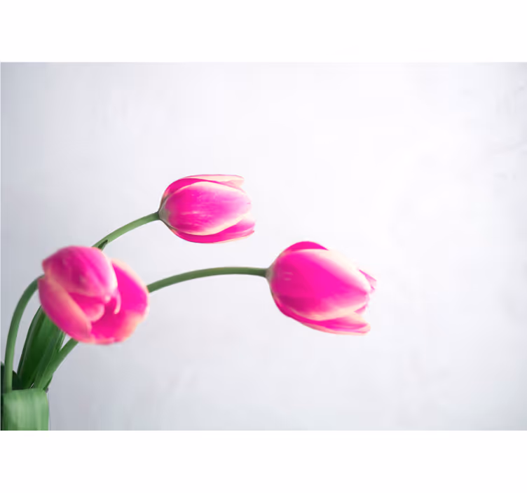 Tenda a rullo bianca tre tulipani su sfondo bianco - TenStickers