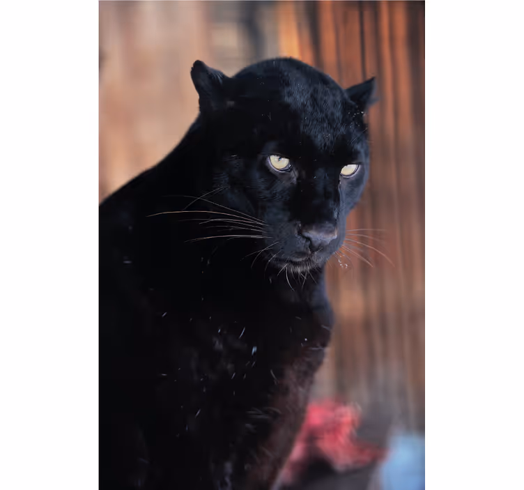 Tenda a rullo soggiorno leopardo in agguato - TenStickers