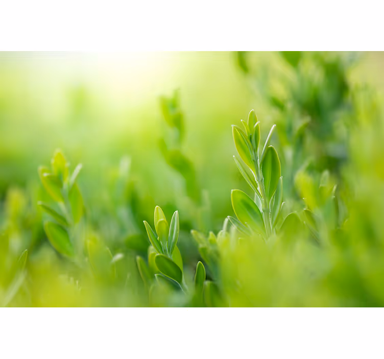 Tenda a rullo soggiorno foglie verdi di primavera - TenStickers