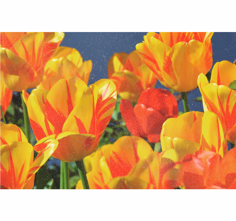 Tenda a rullo soggiorno tulipani rossi e gialli - TenStickers