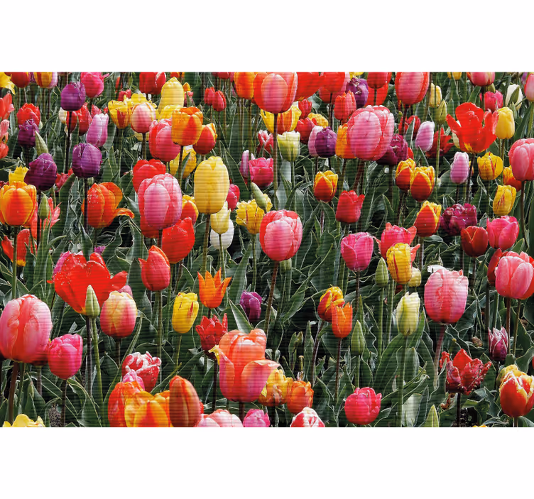 Tenda a rullo soggiorno tulipani multipli in campo - TenStickers