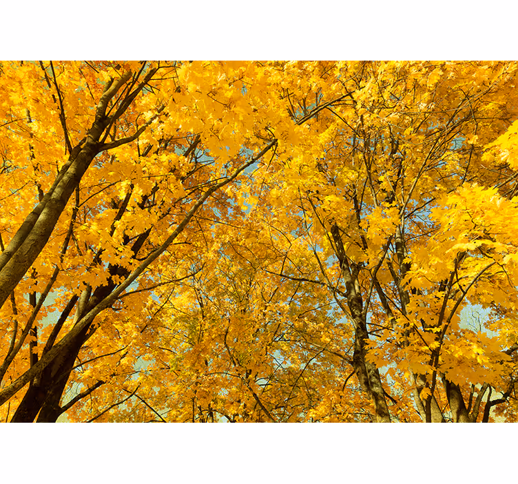 Tenda a rullo gialla foglie gialle d'autunno - TenStickers