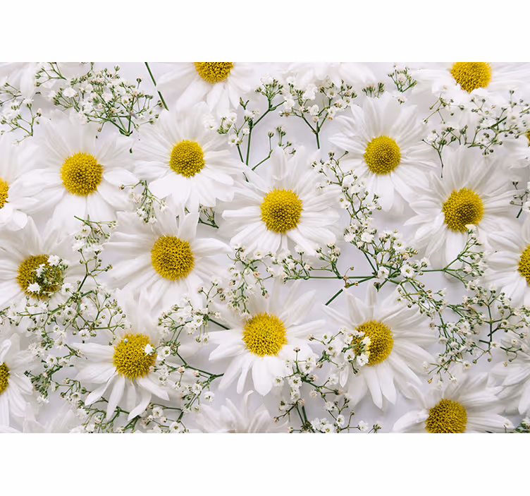 Tenda a rullo soggiorno fiore di margherita - TenStickers