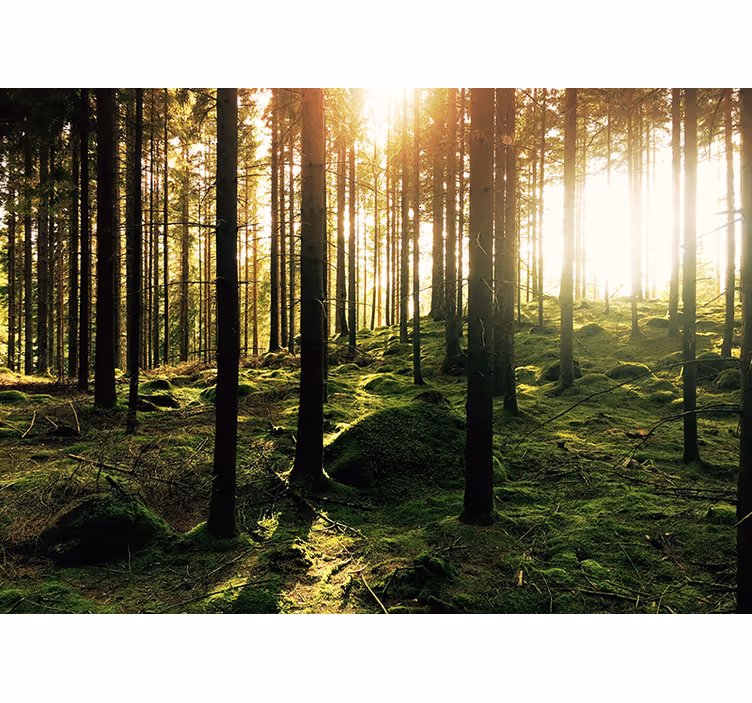 Tenda a rullo soggiorno foresta illuminata - TenStickers