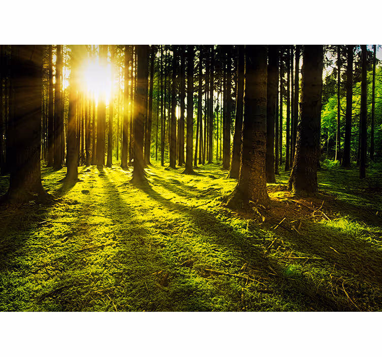 Tenda a rullo verde foresta illuminata - TenStickers