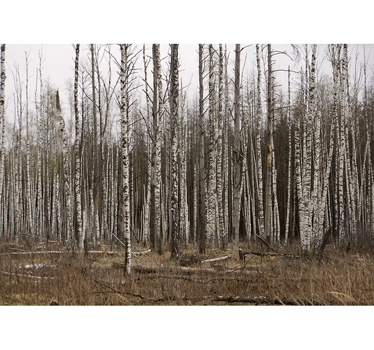 Tenda a rullo soggiorno foresta di betulle grigie - TenStickers