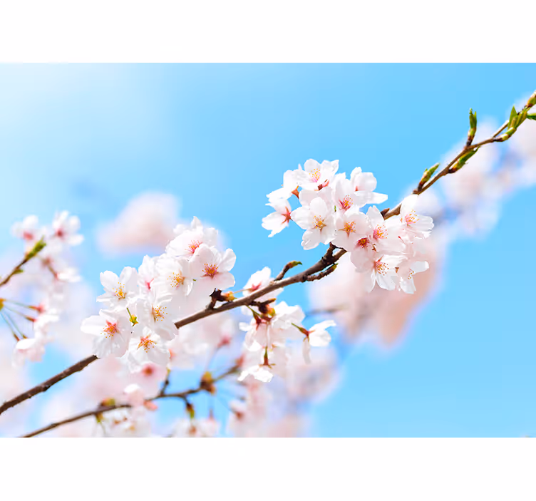 Tenda a rullo soggiorno fiori di ciliegio bianco - TenStickers