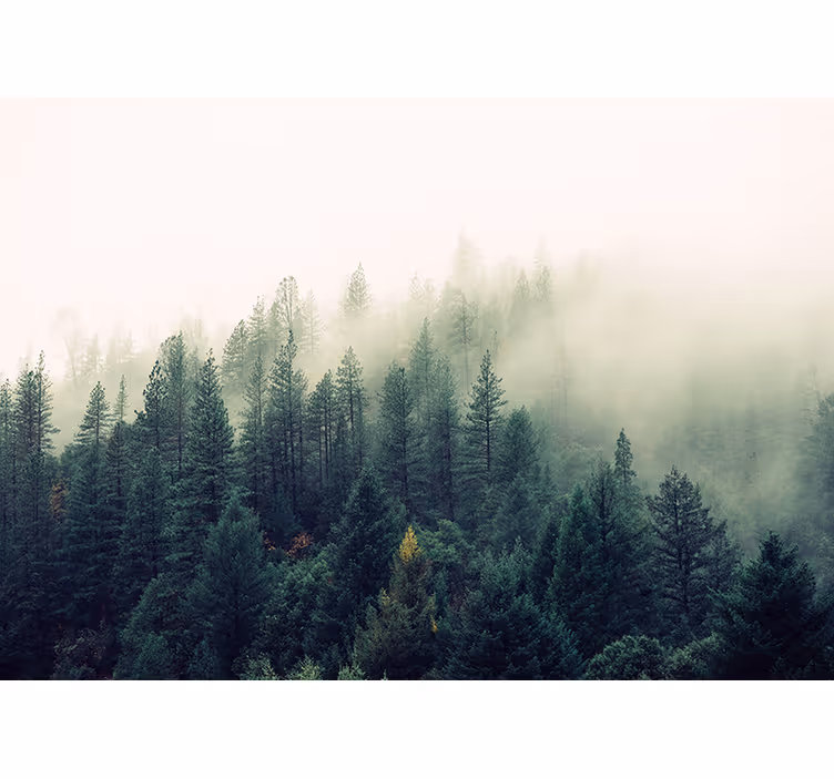 Tenda a rullo soggiorno foresta nebbiosa - TenStickers