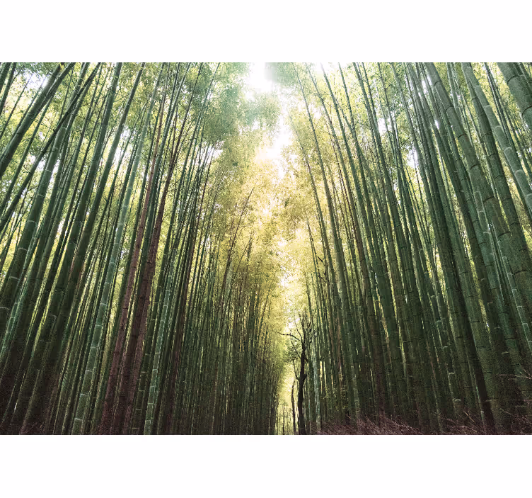 Tenda a rullo soggiorno foresta di bamboo zen - TenStickers