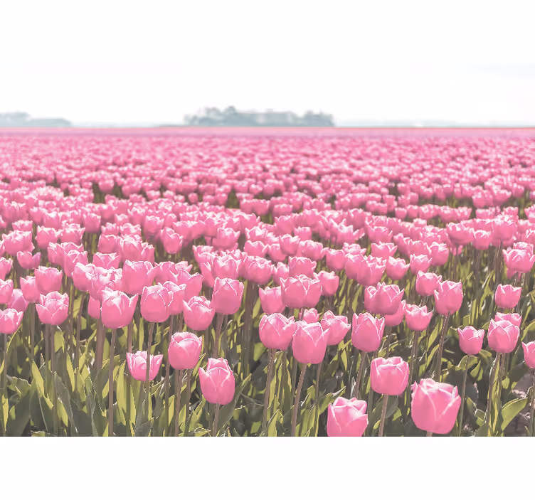 Tenda a rullo soggiorno campo di tulipani rosa diversi - TenStickers