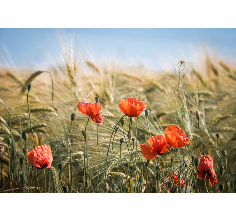 Tenda a rullo soggiorno papaveri nel grano d'estate - TenStickers