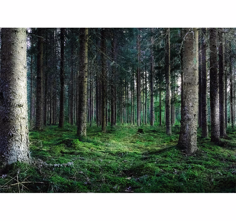 Tenda a rullo soggiorno foresta tropicale umida - TenStickers