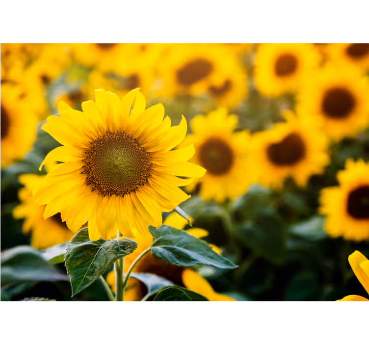 Tenda a rullo soggiorno campo di girasoli dettaglio - TenStickers