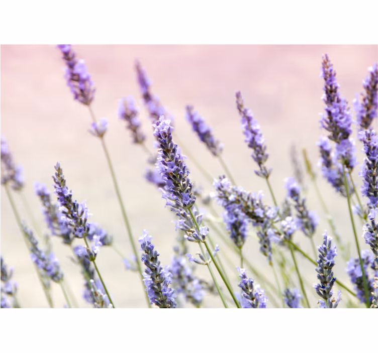 Tenda a rullo soggiorno mazzo di fiori viola - TenStickers