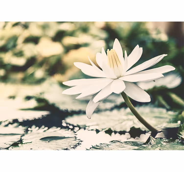 Tenda a rullo soggiorno fiore di loto bianco sul lago - TenStickers
