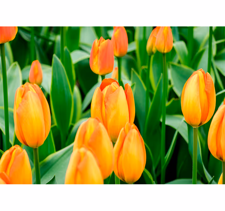 Tenda a rullo soggiorno fiori di tulipano arancio - TenStickers