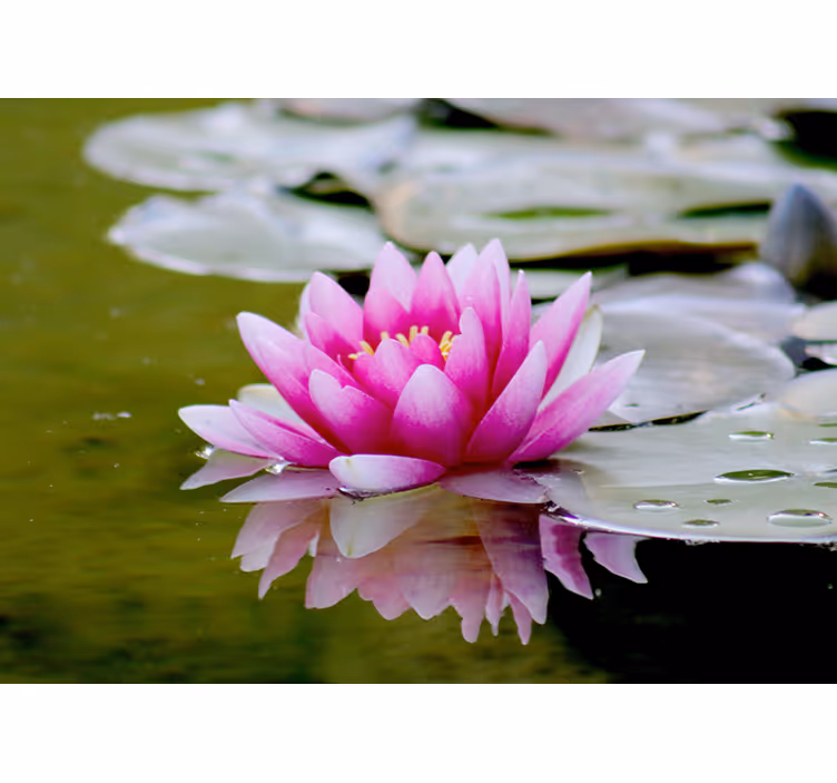 Tenda a rullo soggiorno fiore di loto rosa zen - TenStickers