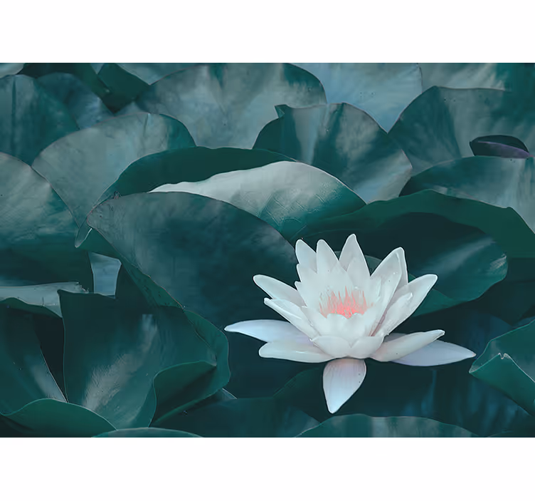Tenda a rullo soggiorno fiore di loto bianco zen - TenStickers