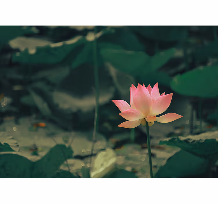 Tenda a rullo soggiorno fiore rosa - TenStickers