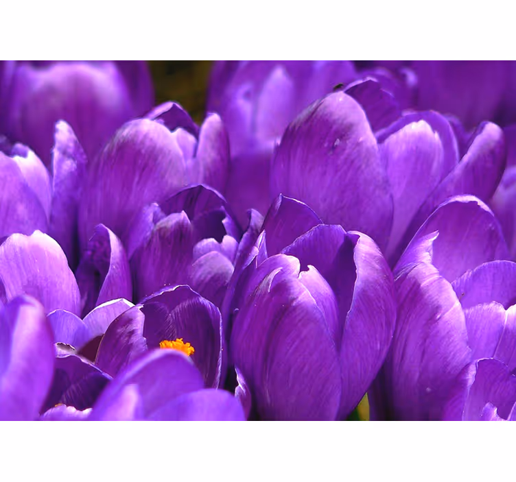 Tenda a rullo soggiorno rose viola - TenStickers