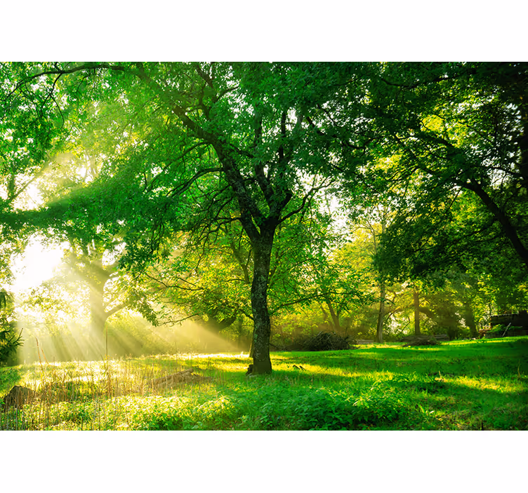 Tenda a rullo soggiorno foresta luminosa verde - TenStickers