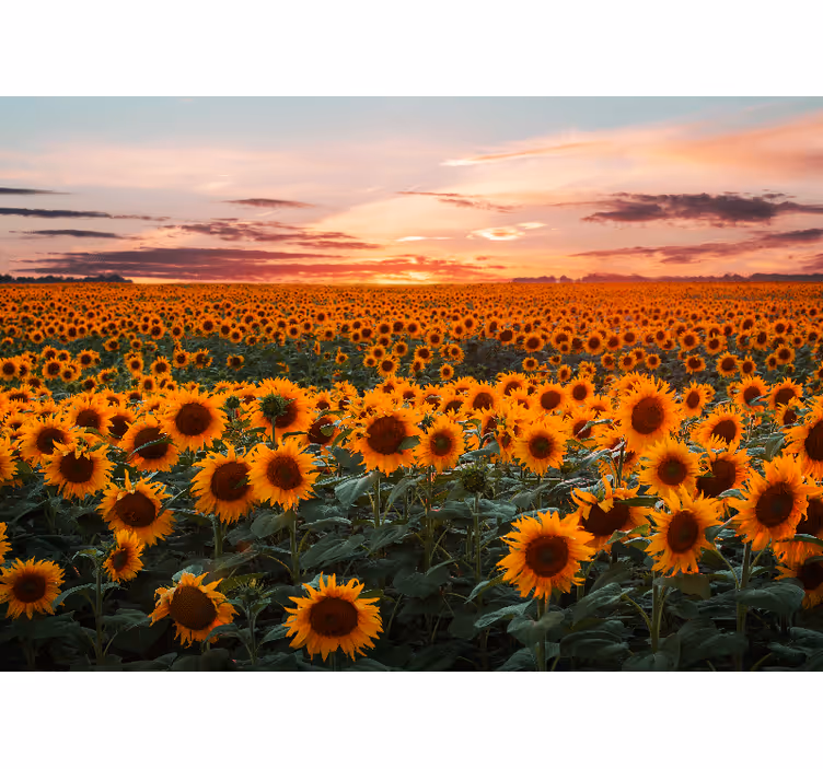 Tenda a rullo soggiorno tramonto di girasole - TenStickers