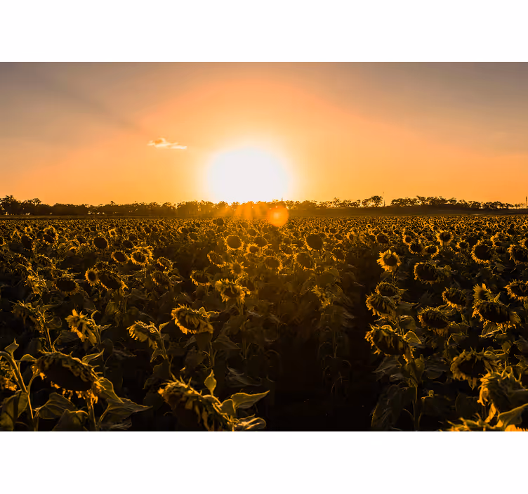 Tenda a rullo soggiorno campo di girasoli alba - TenStickers