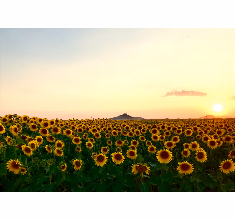 Tenda a rullo soggiorno paesaggio spettacolare fiorito - TenStickers