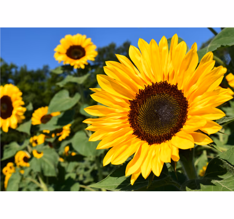 Tenda a rullo soggiorno bellissimo primo piano di girasole - TenStickers