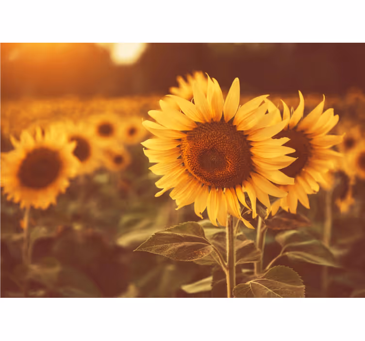 Tenda a rullo soggiorno campo di girasoli romantico - TenStickers