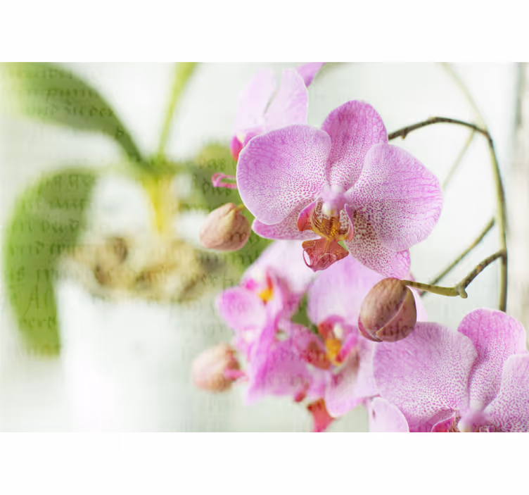 Tenda a rullo soggiorno orchidea con testo - TenStickers