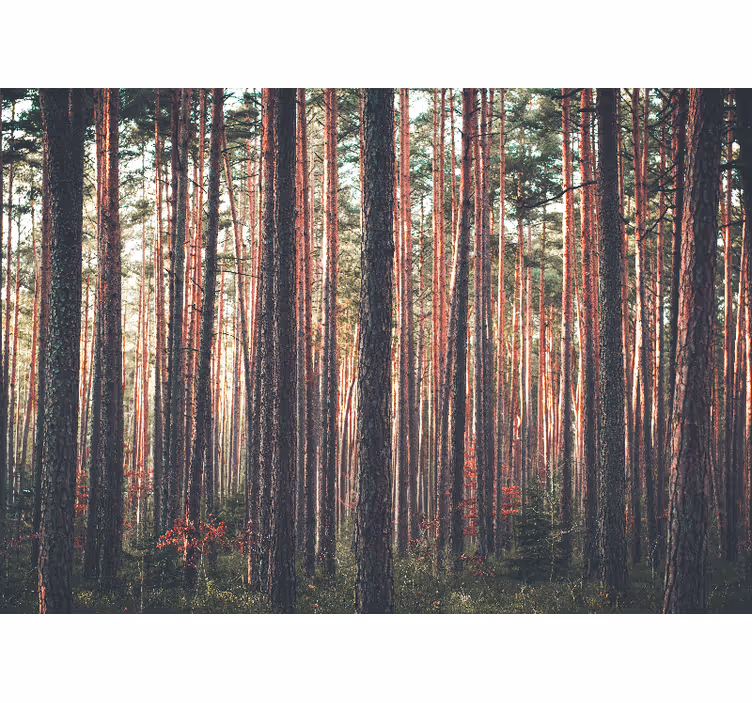 Tenda a rullo soggiorno paesaggio alberi foresta profonda - TenStickers