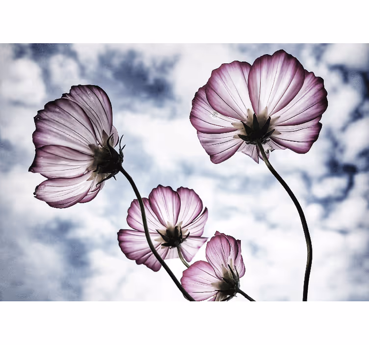 Tenda a rullo soggiorno design fiori cosmos viola - TenStickers