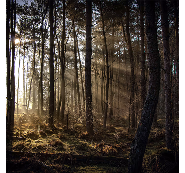 Tenda a rullo soggiorno alba nella foresta - TenStickers