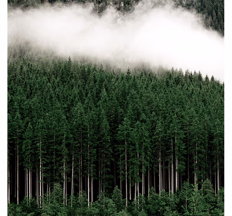 Tenda a rullo soggiorno vista aerea pini natura - TenStickers