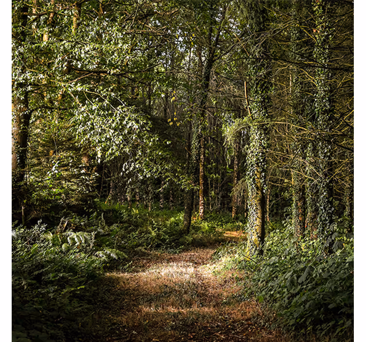 Tenda a rullo soggiorno sentiero foglioso in foresta - TenStickers