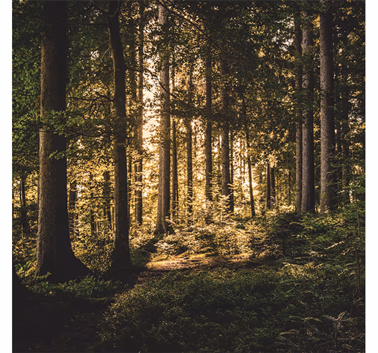 Tenda a rullo soggiorno foresta di mezzogiorno - TenStickers