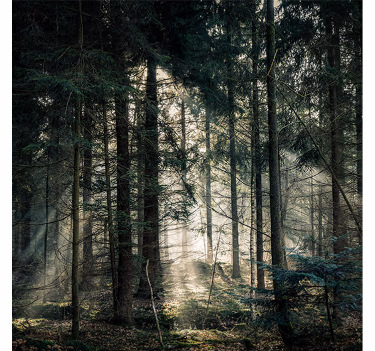 Tenda a rullo soggiorno foresta "nature" scura di giorno - TenStickers