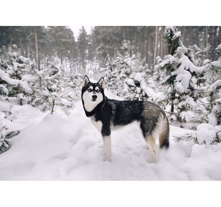 Tenda a rullo bianca foresta invernale e husky - TenStickers