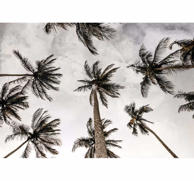 Tenda a rullo grigia fotografia a bassa angolazione di palme - TenStickers