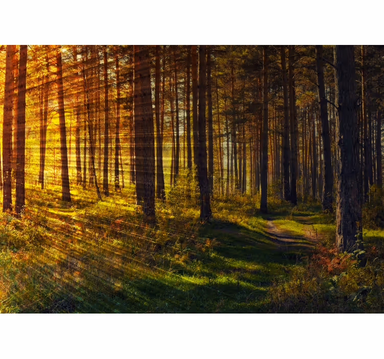 Tenda a rullo camera da letto raggi di luce forestali - TenStickers