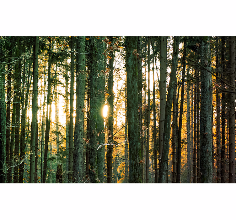 Tenda a rullo camera da letto betulle della foresta polacca - TenStickers