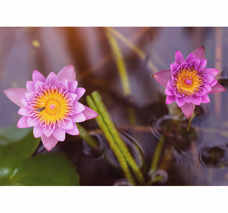 Tenda a rullo camera da letto loto rosa e viola - TenStickers