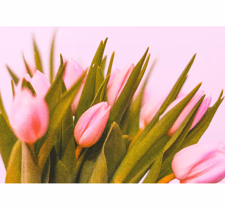 Tenda a rullo camera da letto tulipani su sfondo rosa - TenStickers