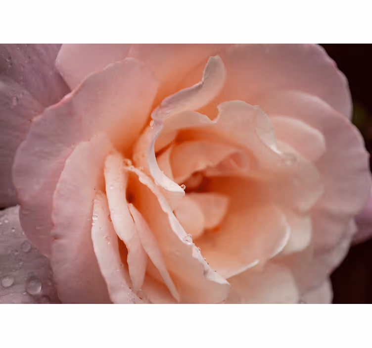 Tenda a rullo camera da letto stile elegante gocce rosa - TenStickers