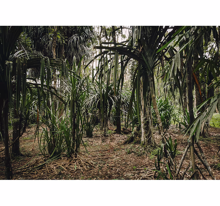 Tenda a rullo camera da letto foresta tropicale profonda - TenStickers
